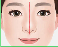 정상적인 코 모양 일러스트
